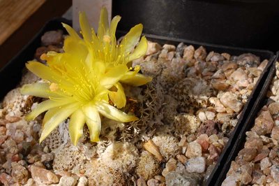 Copiapoa lauii FK439 2014 Juli10-1.jpg