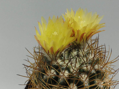 Eriosyce recondita ssp. iquiquensis (Nc. aricensis FR268) 2012 Juli21-2.jpg