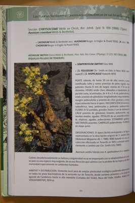 Banares Aeonium smithii 1.jpg