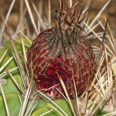 Ferocactus flavovirens.jpeg