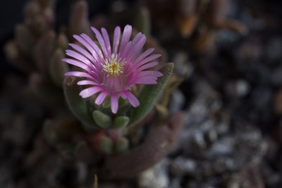 WB20160903 175643, unbekannt (Delosperma spec.).jpg