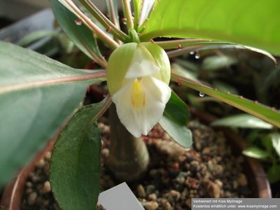 Impatiens kerriae, Blüte_klein.jpg