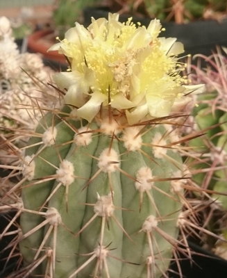 Copiapoa bridgesii