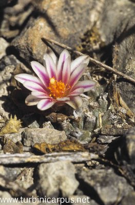 Turbinicarpus schmiedickeanus ssp. panarottoi<br />El Cardón S.L.P.