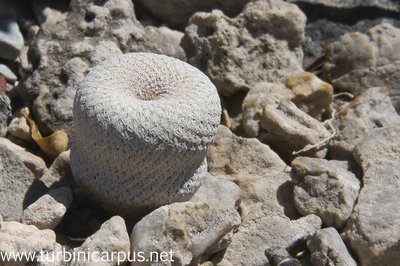 Epithelantha bokei<br />nördl. Estacion Marte COAH