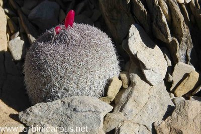 Epithelantha micromeris<br />Tanque Menchaca COAH.