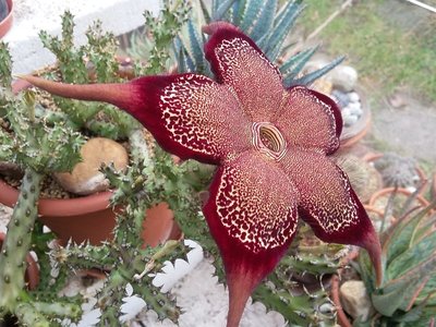 Edithcolea grandis