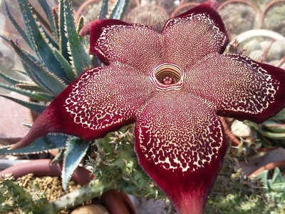 Edithcolea grandis