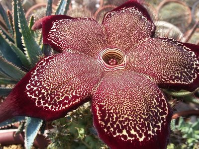 Edithcolea grandis