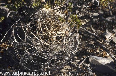 Astrophytum capricorne ssp. sanjuanense<br />San Juan de Boquillas COAH.