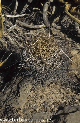 Astrophytum capricorne ssp. sanjuanense<br />San Juan de Boquillas COAH.