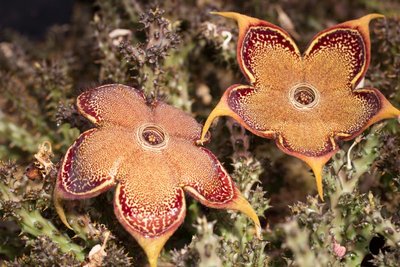 Edithcolea grandis c WB20160820.jpg