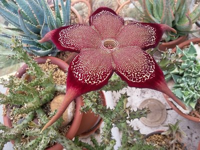Edithcolea grandis Pflanze mit Knospen und Blüte