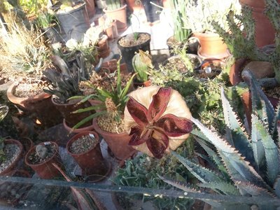 Edithcolea grandis, Blüte schließt sich