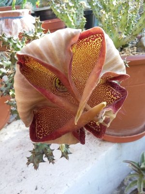 Edithcolea grandis, sich schließende Blüte