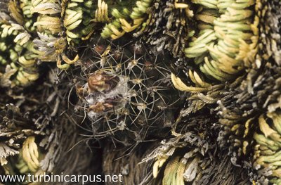 Turbinicarpus laui<br />südwestlich Buenavista S.L.P.