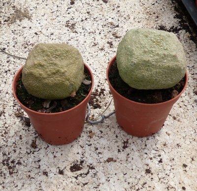 Pseudolithops Cubiformis.jpg