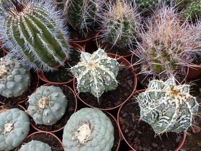 Astrophytum asterias Hybride (640x480).jpg