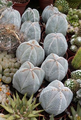 Astrophytum myrostigma, vierrippig (432x640).jpg