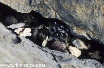 Turbinicarpus schmiedickeanus ssp. klinkerianus<br />Microonda Huizache S.L.P.