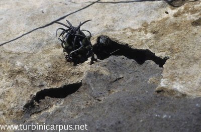 Turbinicarpus schmiedickeanus ssp. klinkerianus<br />Charco Blanco S.L.P.