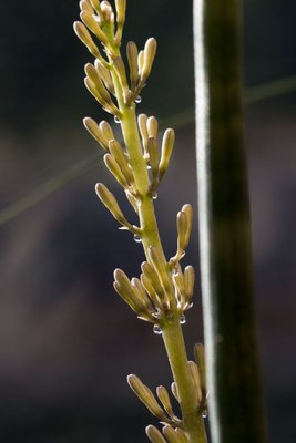 Sansevieria 'cylindrica' WB20161005.jpg