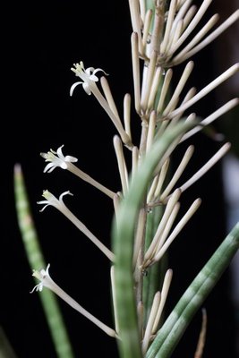 Sansevieria 'cylindrica' WB20161019 a.jpg