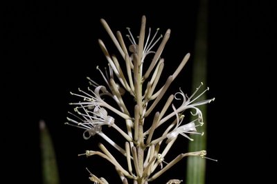 Sansevieria 'cylindrica' WB20161021 a.jpg