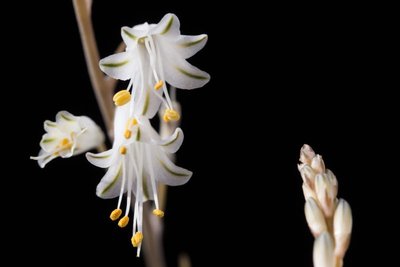 Aloe albiflora WB20160917 b.jpg