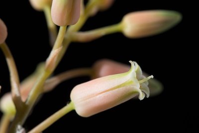 Aloe saundersiae WB20161030 b.jpg