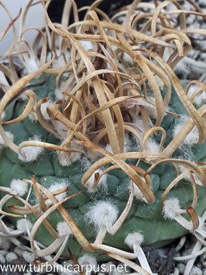 Turbinicarpus schmiedickeanus ssp. schwarzii <br />Canon Hondo S.L.P.