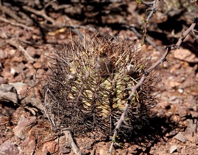 Acanthocalycium thionanthum RB3169 - Quebrada de las Conchas, Salta 1478m