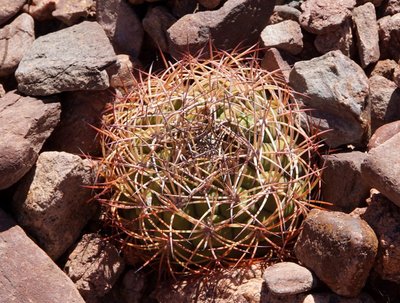 Gymnocalycium saglionis RB3170 - Quebrada de las Conchas, Salta 1478m