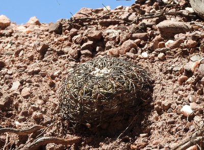 Gymnocalycium spegazzinii RB3168 - Quebrada de las Conchas, Salta 1478m