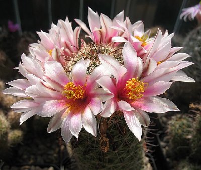 Mammillaria gueldemanniana fa Bacuberito