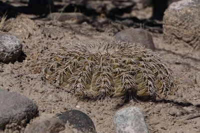 Gymnocalycium spegazzinii RB3210 - nördl. El Desmonte, Catamarca 2048m