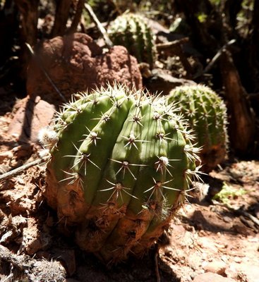 Echinopsis silvestrii RB3173 - Quebrada de las Conchas - südwestl. Alemania, Salta 1250m