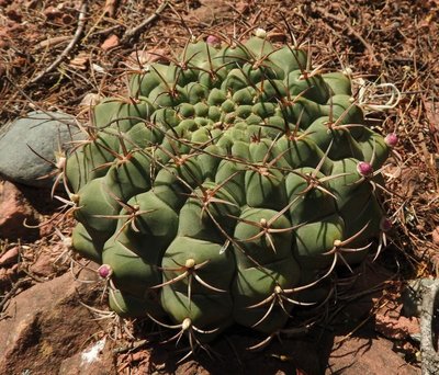 Gymnocalycium delaetii RB3177