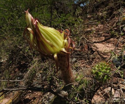 Echinopsis thelegona RB3175