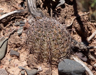 Lobivia aurea callochrysea RB3174