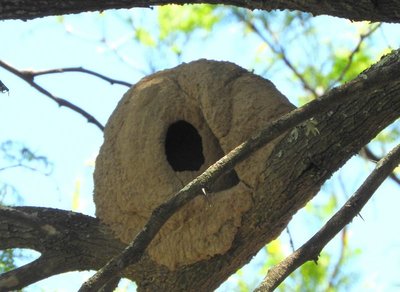 Nest Töpfervogel
