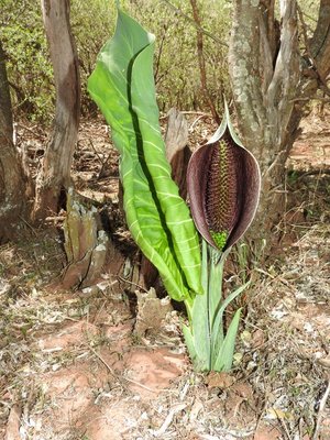 Synandrospadix vermitoxicus