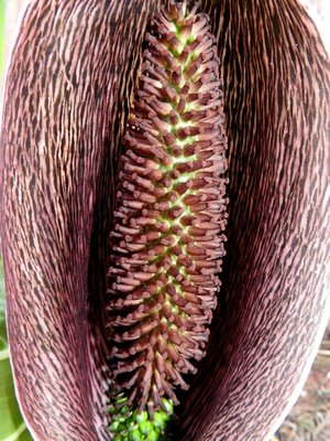 Synandrospadix vermitoxicus