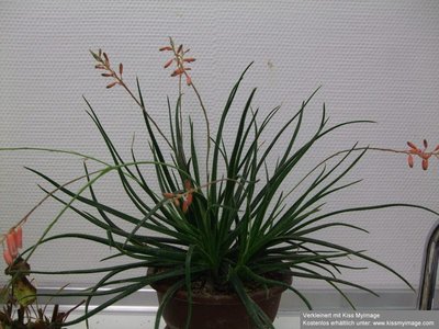 Aloe bellatula_klein.jpg