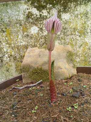 Arisaema candidissimum