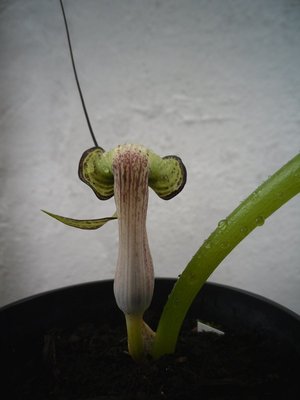 Arisaema kiushianum von hinten