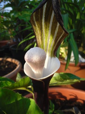 Arisaema sikokianum