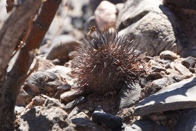 Parodia horrida RB3181 - RN40 Valle Calchaquies, San Rafael, Salta 1680m