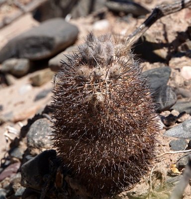 Parodia horrida RB3184 - RN40 Valle Calchaquies, Los Sauces, Salta 1675m