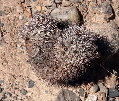 Acanthocalycium thionanthum RB3180 - RN40 Valle Calchaquies, San Rafael, Salta 1680m